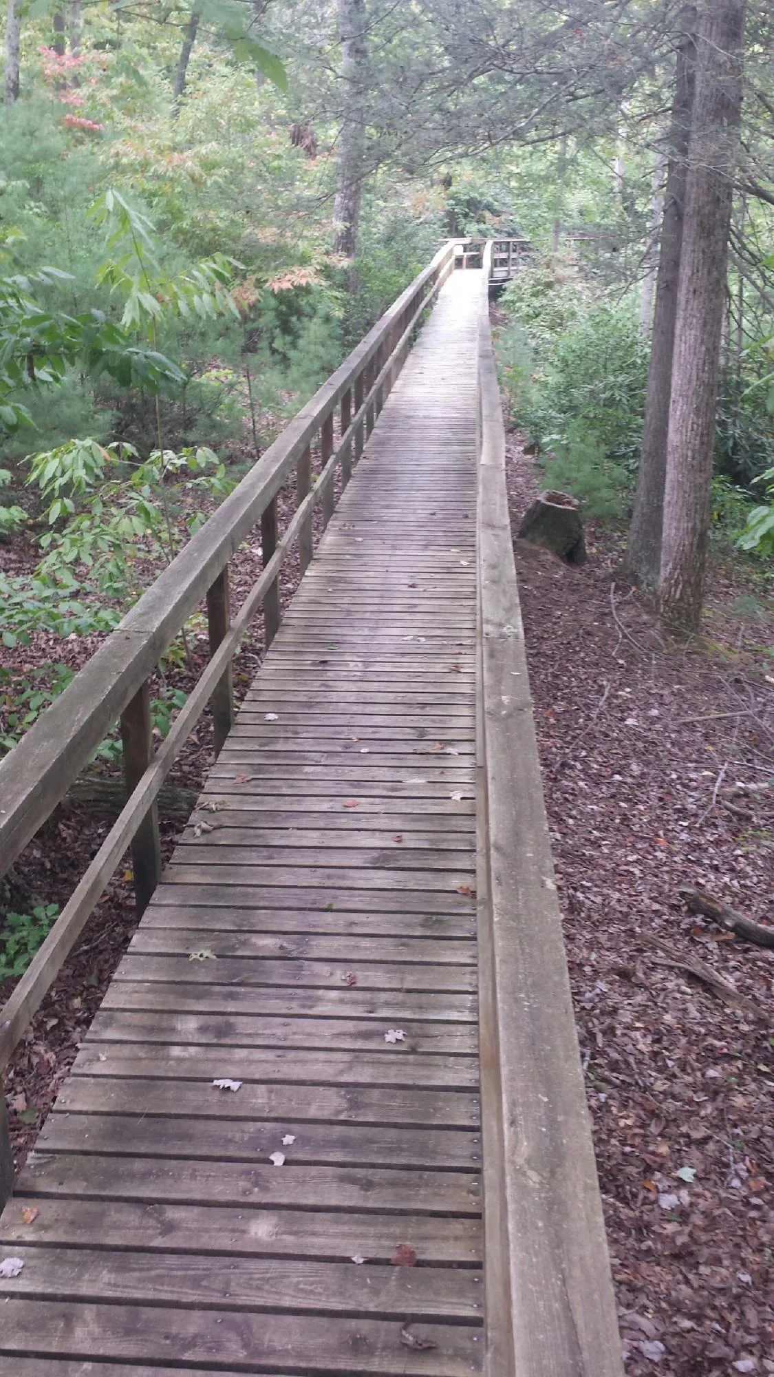 Long wood walkway with handrails built through the woods in Columbia
